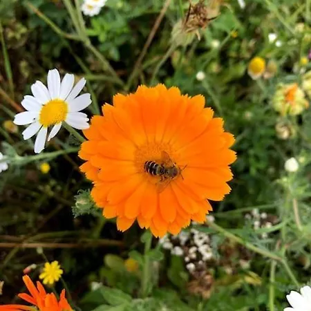 La Ferme De Brouage - #2 La-Gripperie-Saint-Symphorien