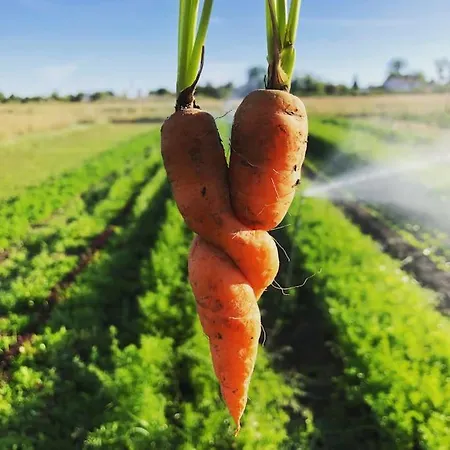 La Ferme De Brouage - #2 Nyaraló La-Gripperie-Saint-Symphorien