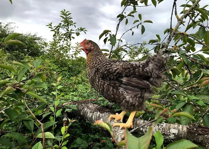 Сasa de vacaciones La Ferme De Brouage - #2 *