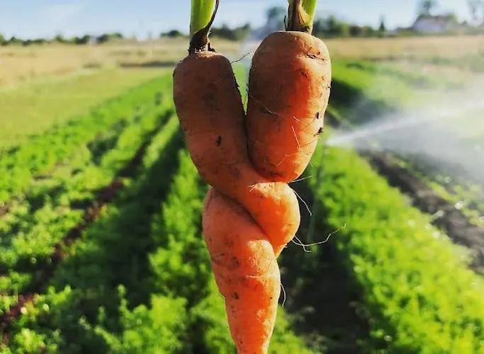 La Ferme De Brouage - #2 Сasa de vacaciones La-Gripperie-Saint-Symphorien